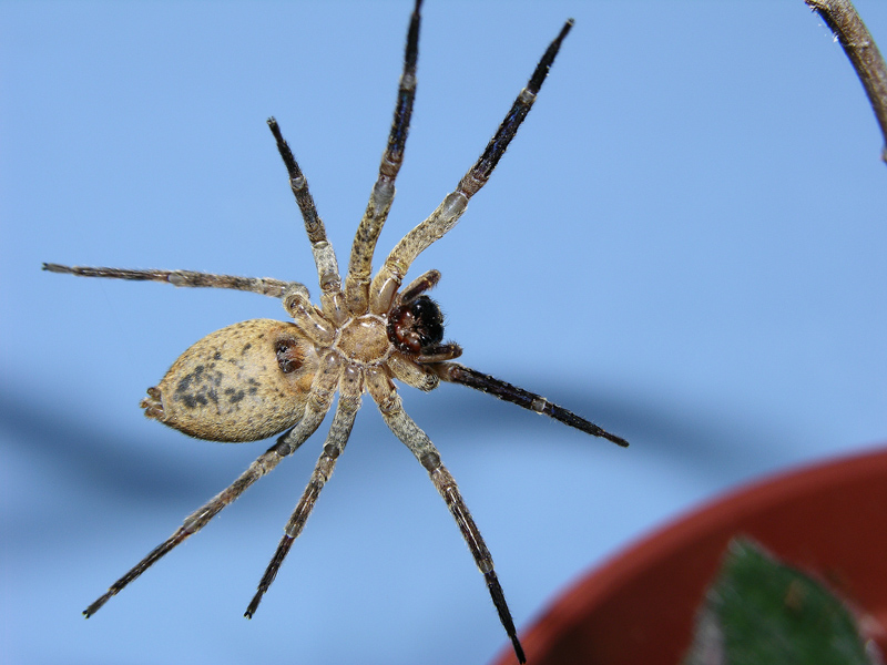 Micrommata m, Tegenaria m., Araniella m. e f.,  Zoropsis,